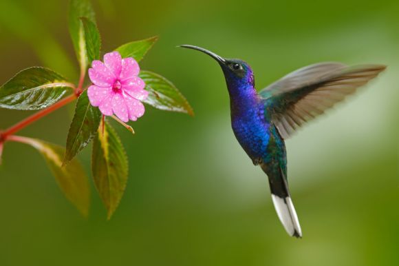 48832582 - violet hummingbird sabrewing flying next to beautiful pink flower