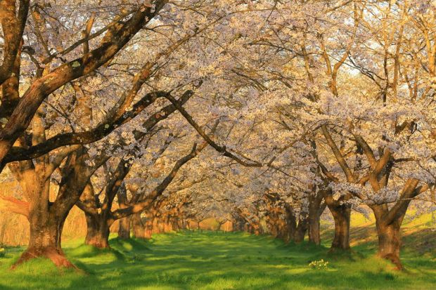 72933125 - shizukuishi orchard of cherry trees