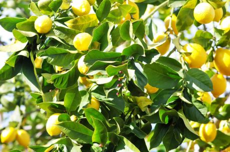 ripe lemons on lemon tree