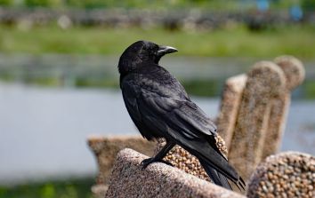 Crow pirched on a Bench