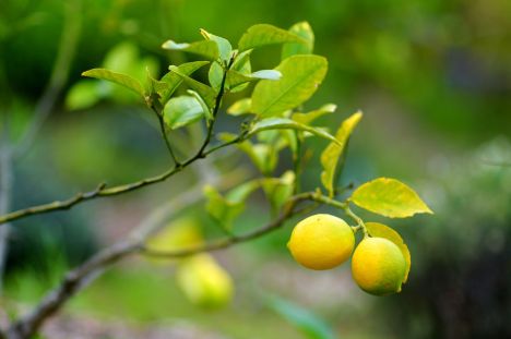 Bunch of fresh ripe lemons on a lemon tree branch