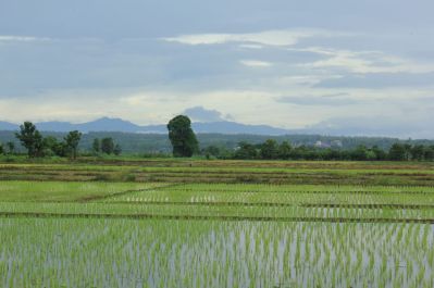 33299510 - field after rain.