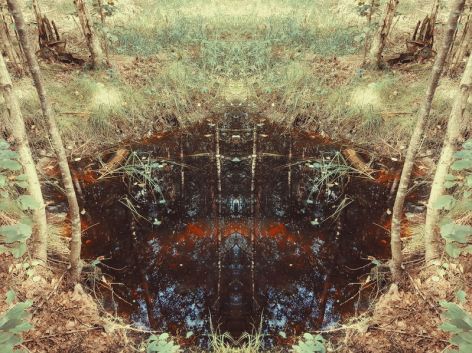 Reflections on the dark water of small swamp in the forest.