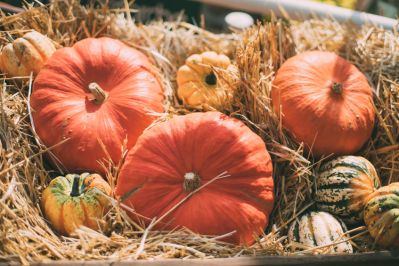 View of multiple pupkins after harvesting