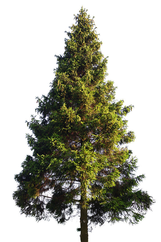 Fir tree