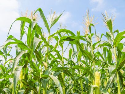 20432160 - corn field, farm corn, growth corn